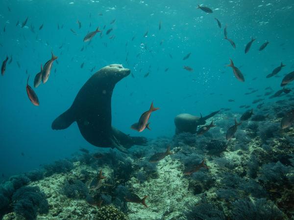 Sea lions in the Sea of Cortez, Mexico