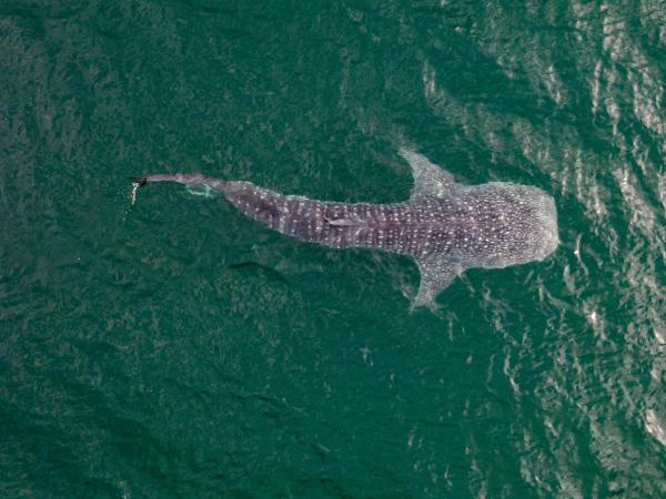 Whale shark in the Sea of Cortez in Mexico