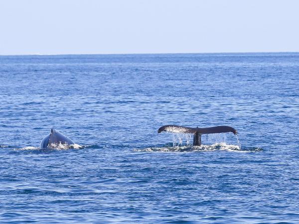 Whales in the Sea of Cortez, Mexico