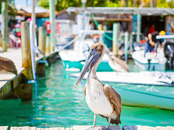 Big brown pelicans in port of Islamorada, Florida Keys. Waiting for fish at Robbie's Marina